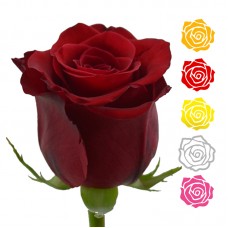 Роза 1 шт. (70 см), цвет в ассортименте